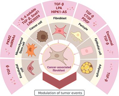 Cancer-associated fibroblasts in gynecological malignancies: are they really allies of the enemy?